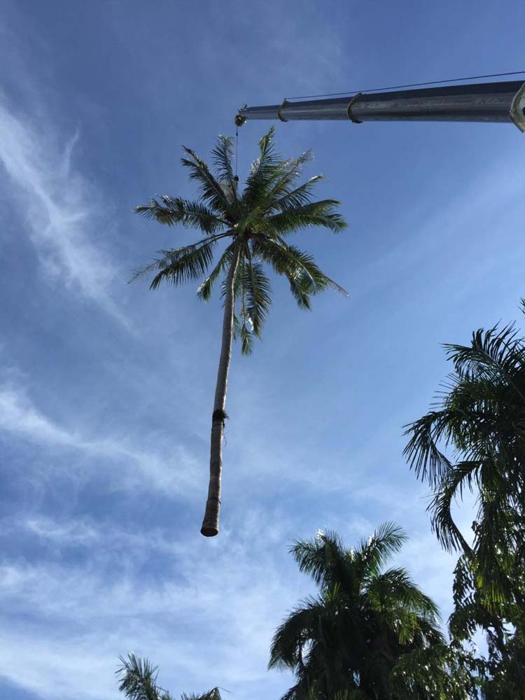 Coconut Tree Carried By A Crane — Tree Services In Palmerston, NT