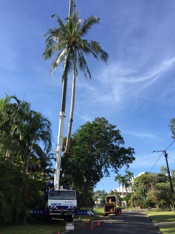 Tree Being Carried By Crane — Tree Services In Palmerston, NT