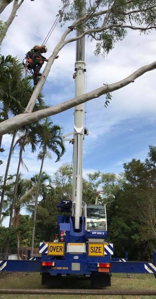 Worker On Harness — Tree Services In Palmerston, NT
