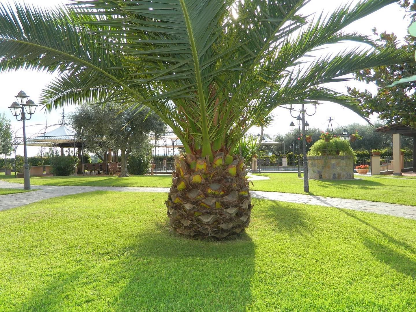 Palma in una zona erbosa circondata da alberi e alcuni lampioni.