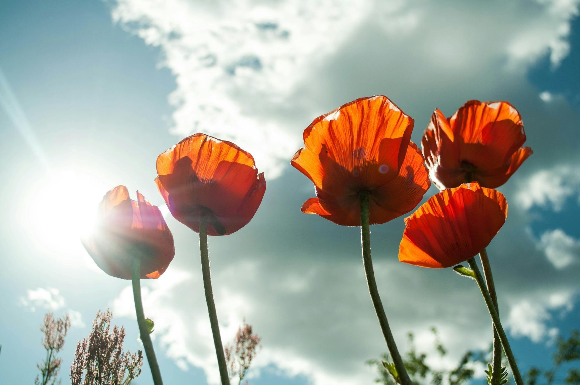 A close up of a bunch of flowers with a dark background.
