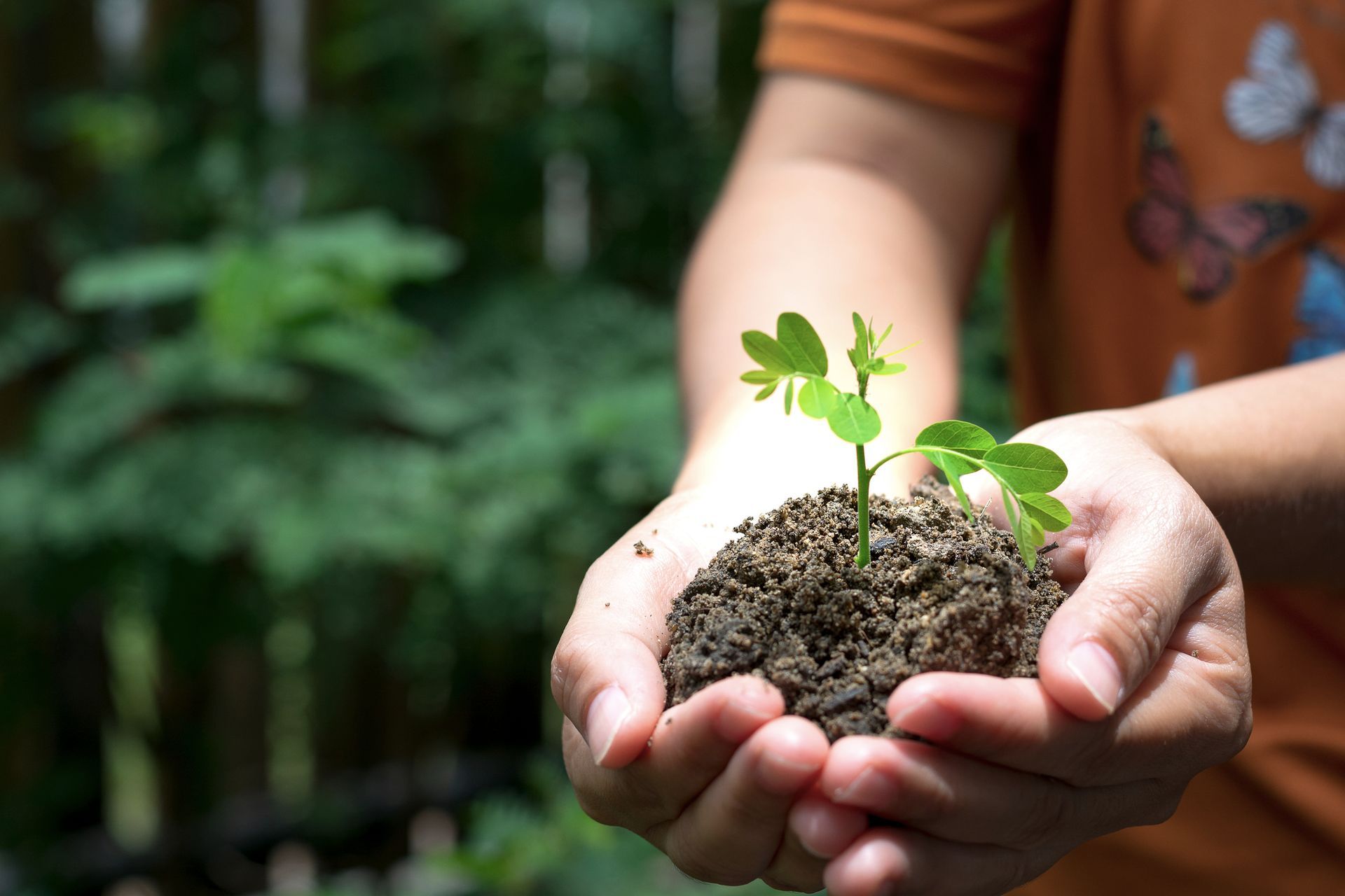 Man Holding a Soil and Plant - Merewether, NSW - Peak Land Management