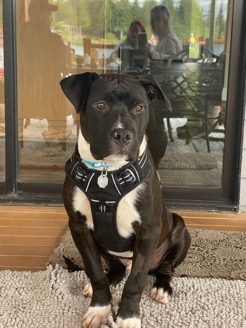 Black Dog - Lake Tapps, WA - 3 Dog Splash