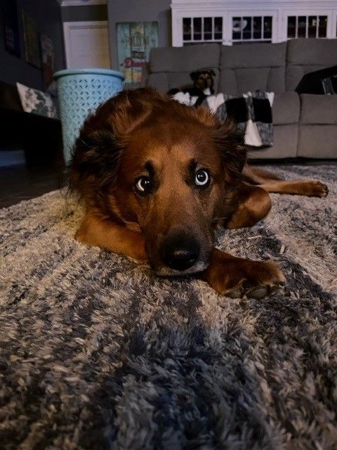 Dog At The Carpet - Lake Tapps, WA - 3 Dog Splash