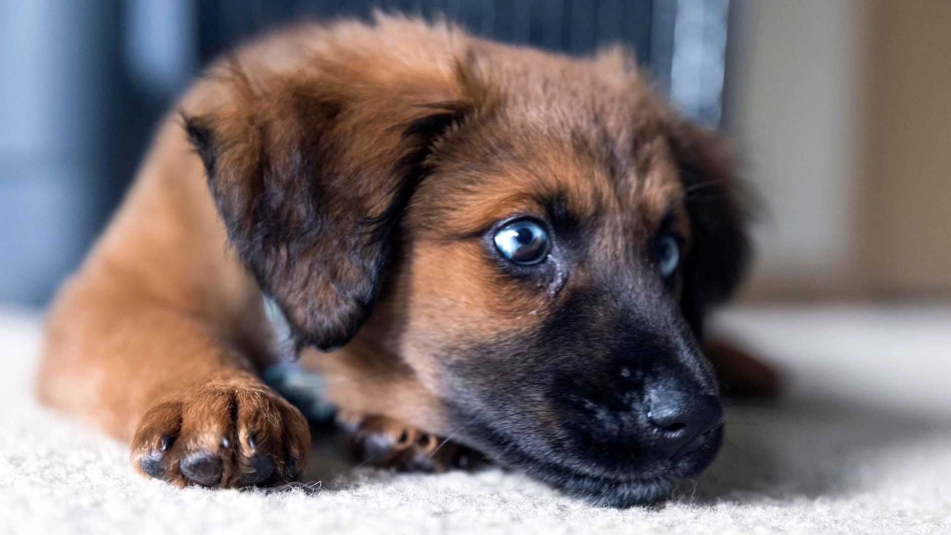 Brown Dog - Lake Tapps, WA - 3 Dog Splash