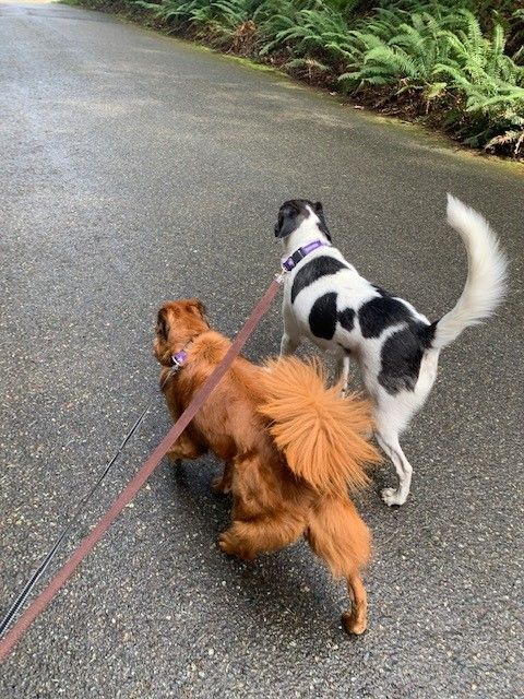Two Dog Walking - Lake Tapps, WA - 3 Dog Splash