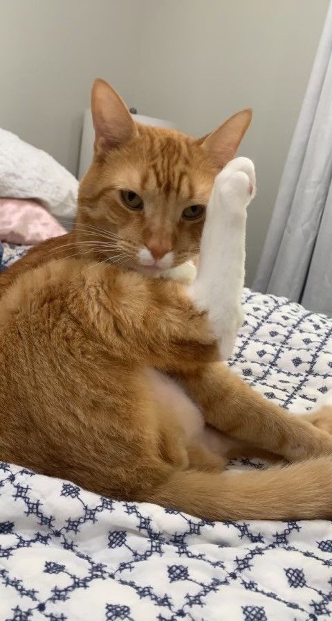 Picture Of Cat - Lake Tapps, WA - 3 Dog Splash