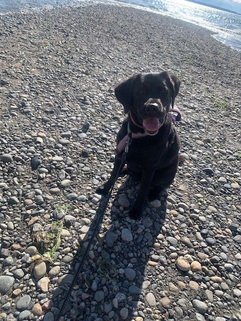 Picture Of Black Dog Sitting - Lake Tapps, WA - 3 Dog Splash