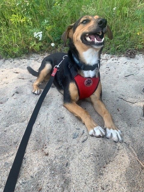 Dog With Collar - Lake Tapps, WA - 3 Dog Splash