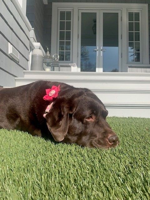 Dog At The Grass - Lake Tapps, WA - 3 Dog Splash