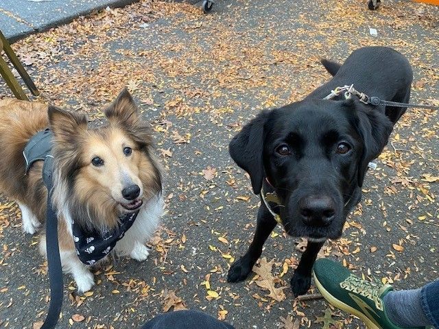 Two Dogs Facing Camera - Lake Tapps, WA - 3 Dog Splash