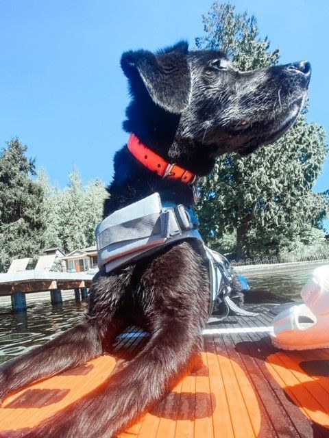 Picture Of Black Dog Side View - Lake Tapps, WA - 3 Dog Splash
