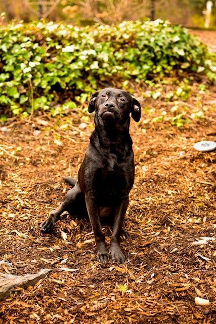 Black Dog Sitting At The Garden - Lake Tapps, WA - 3 Dog Splash