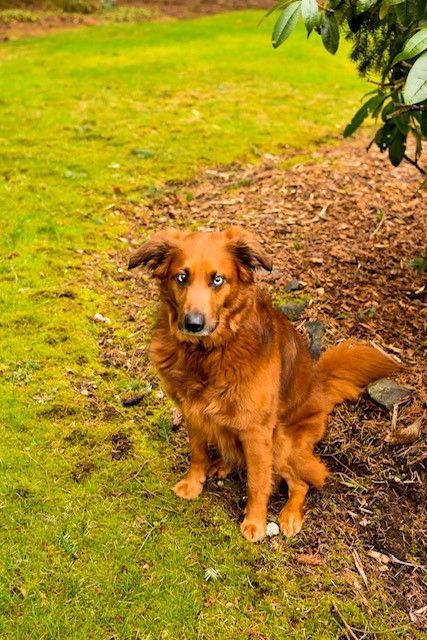 Golden Retriever - Lake Tapps, WA - 3 Dog Splash