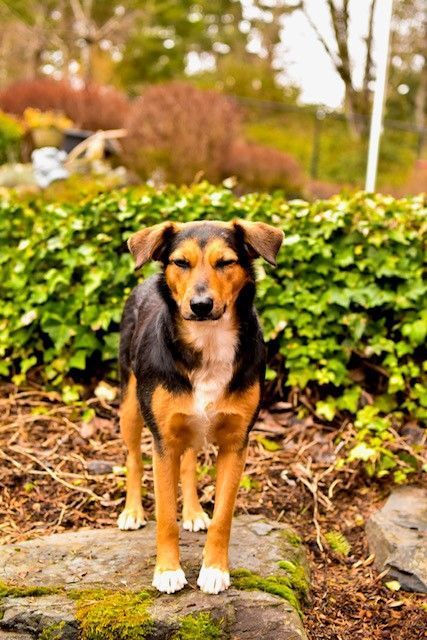 Picture Of Dog - Lake Tapps, WA - 3 Dog Splash