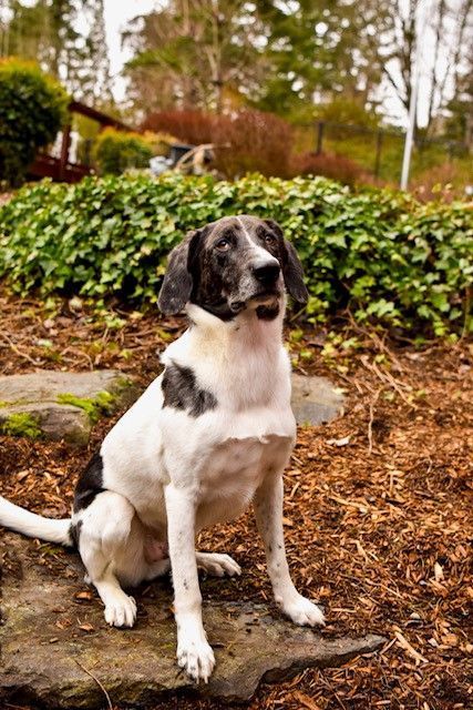 Dog At The Garden - Lake Tapps, WA - 3 Dog Splash