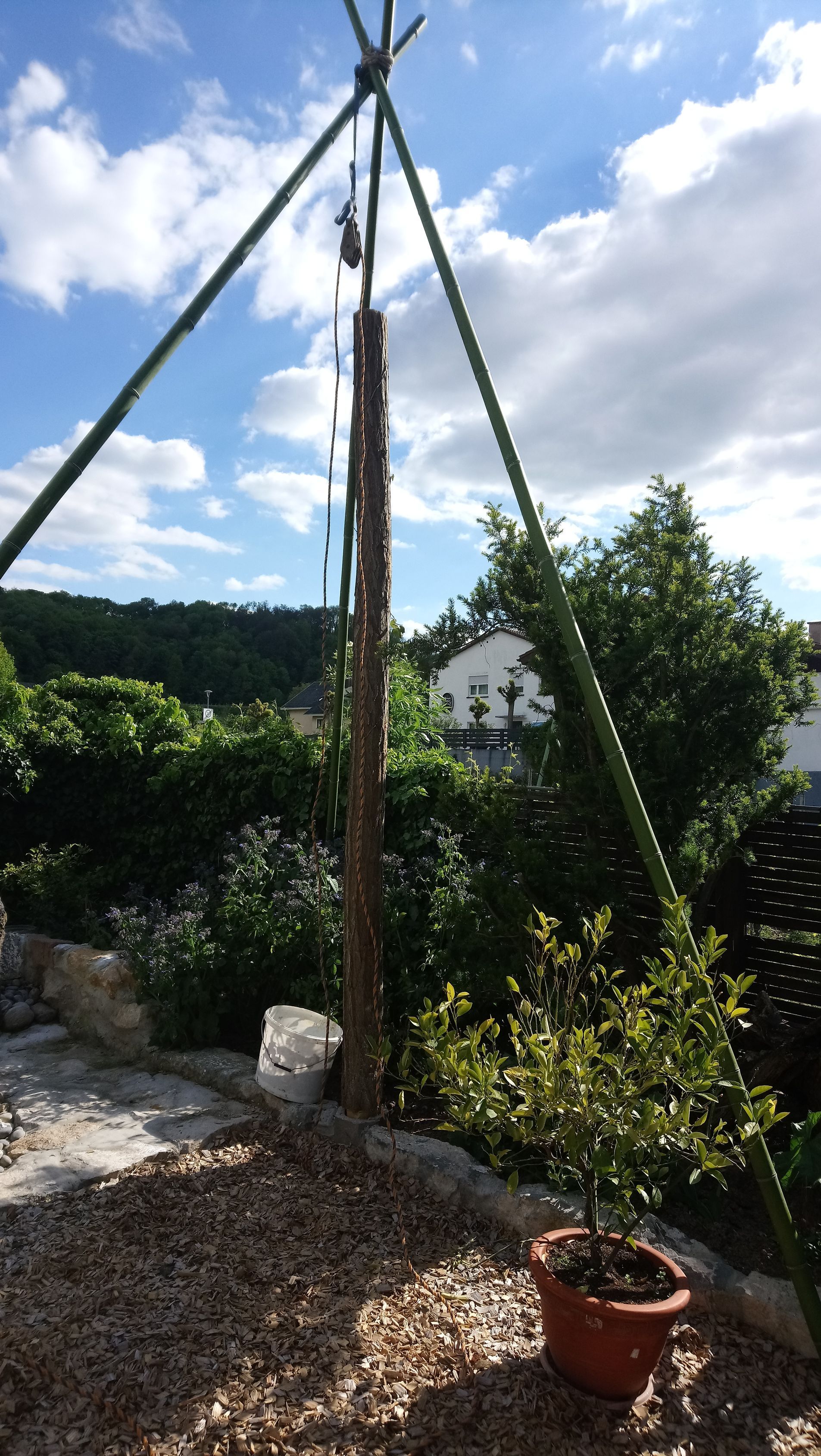 Eine Topfpflanze steht neben einem Holzpfahl in einem Garten.