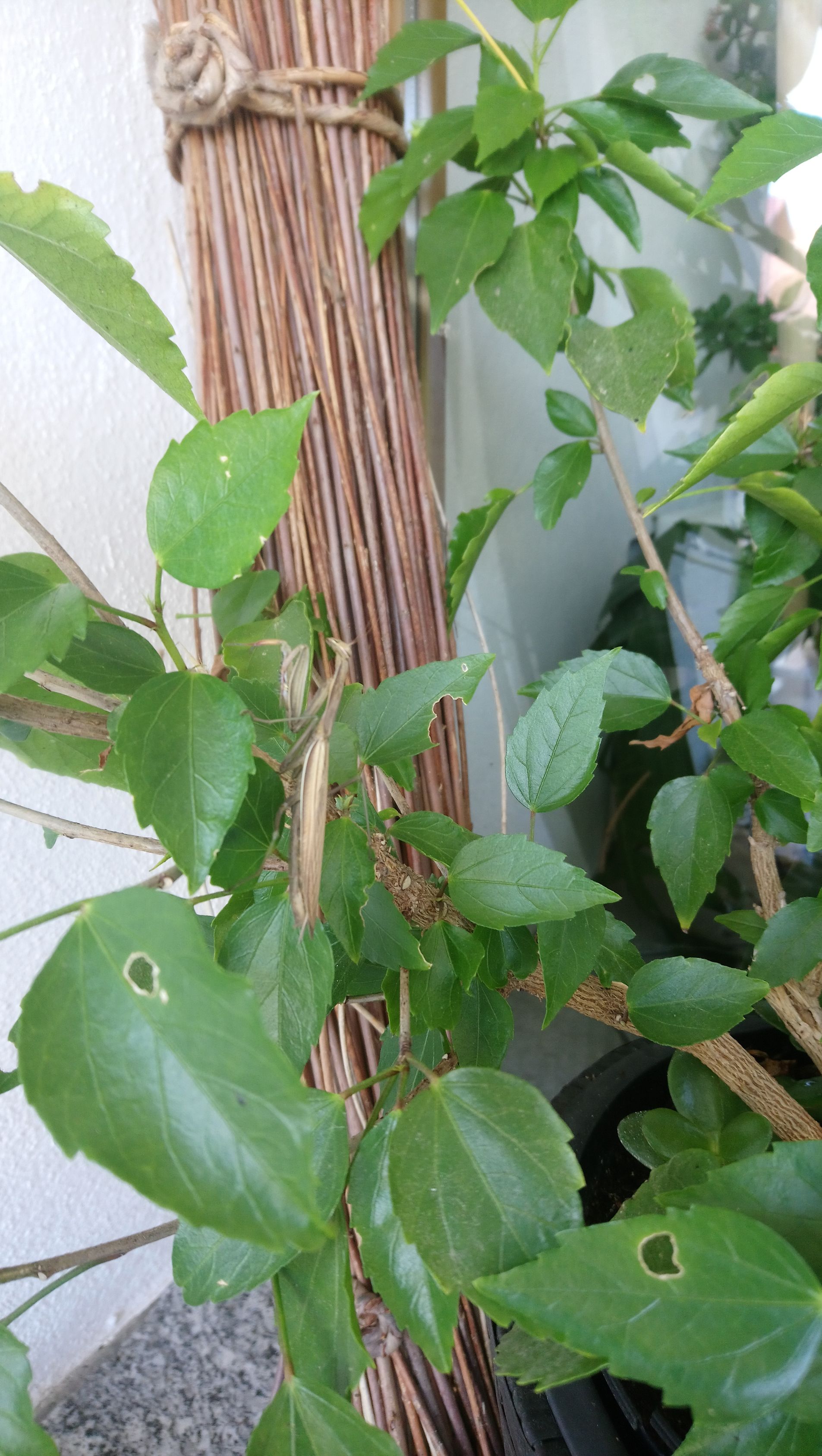 sonnenanbeterin im garten vom bio hotel haus am weinberg im kaiserstuhl
