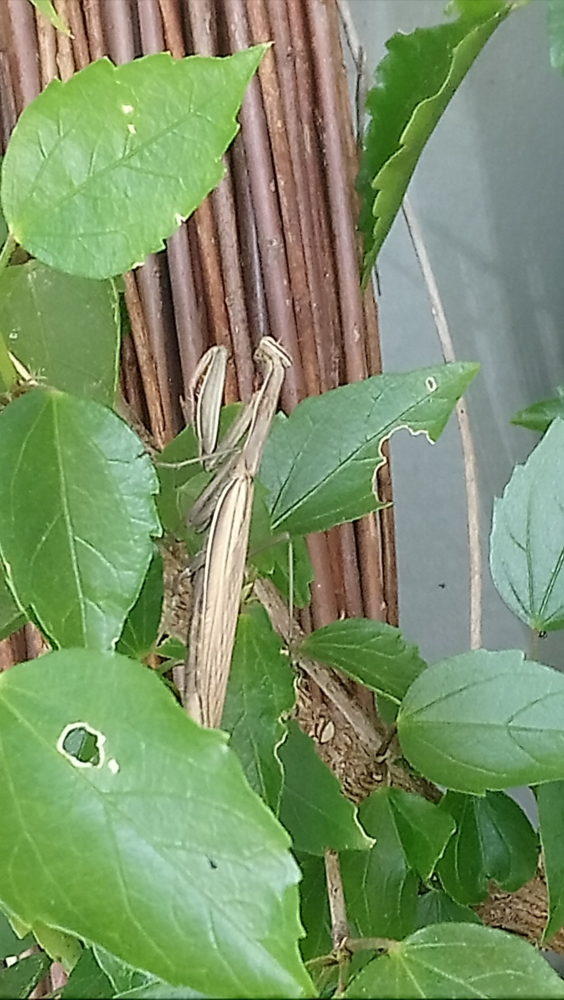 Eine Nahaufnahme einer Pflanze mit grünen Blättern und einem Weidenzaun im Hintergrund.