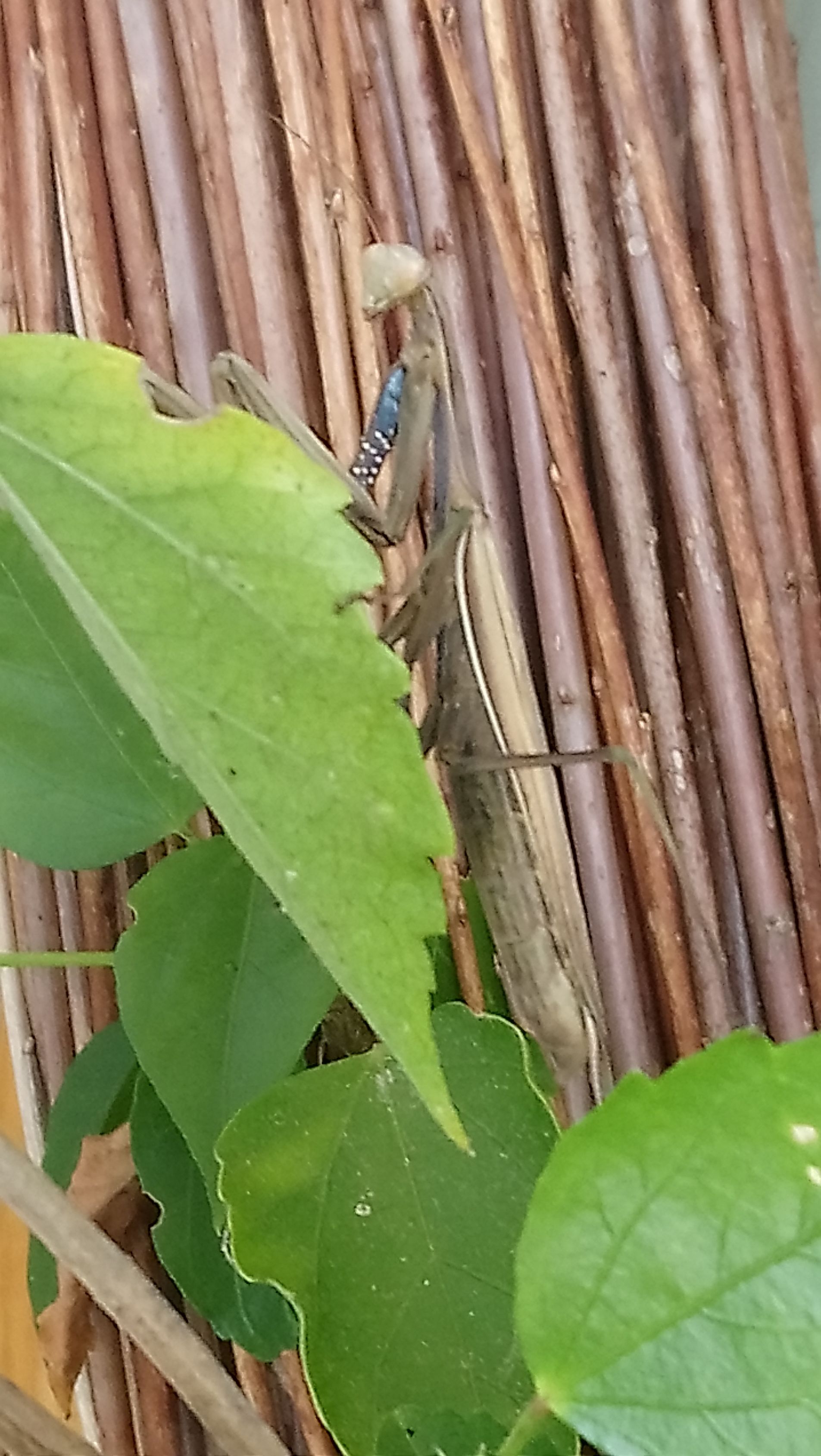 Eine Gottesanbeterin sitzt auf einem grünen Blatt.