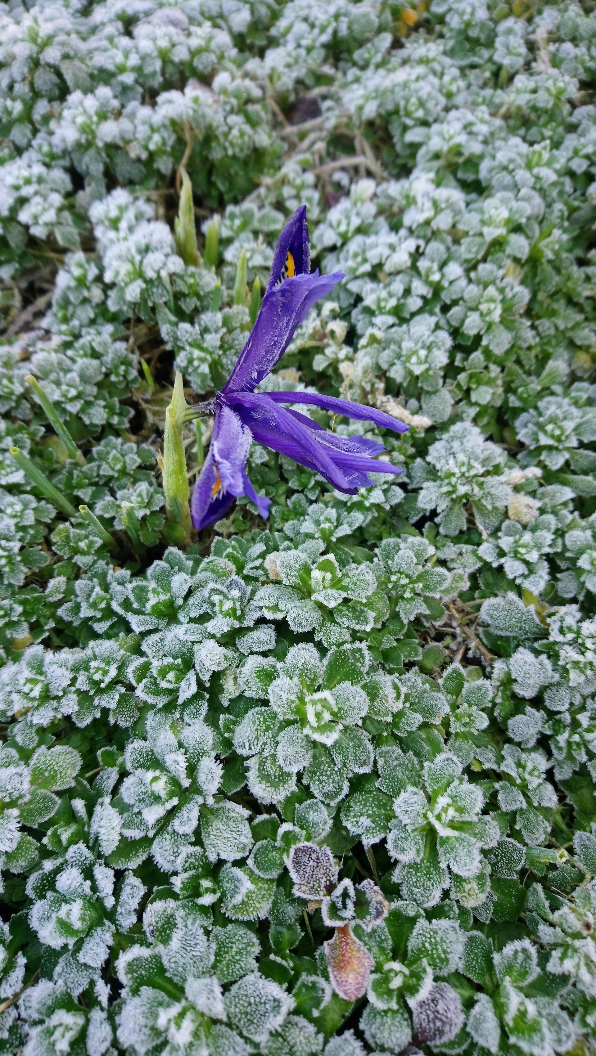 Eine violette Blume ist von grünen, mit Frost bedeckten Pflanzen umgeben.