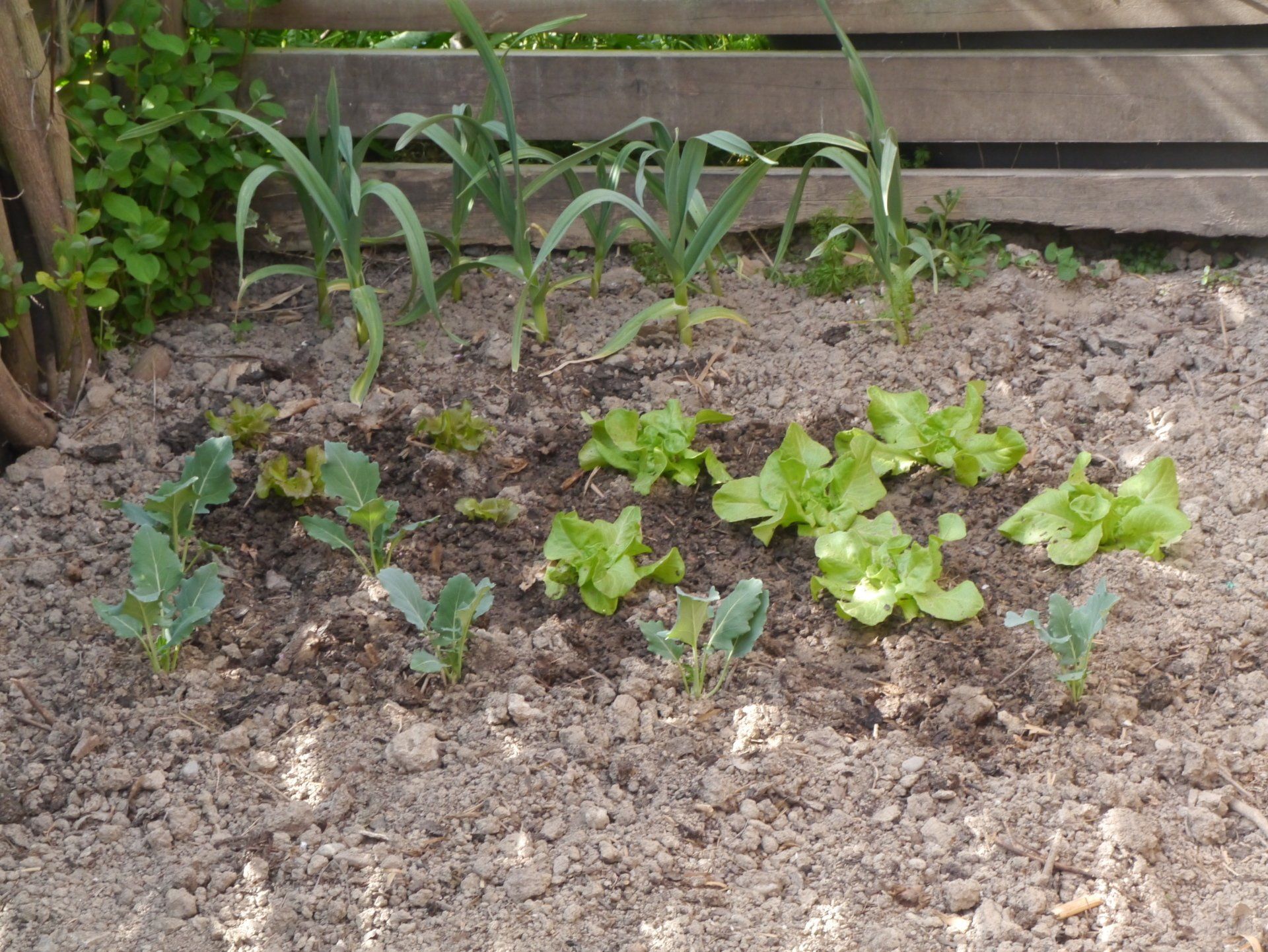 Ein Haufen Pflanzen wachsen im Dreck in einem Garten