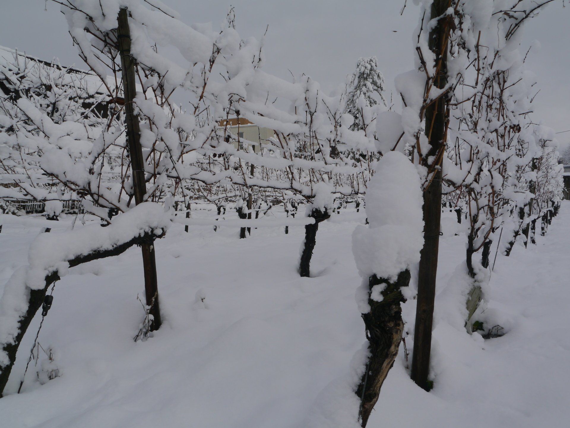 Ein verschneiter Wald mit schneebedeckten Bäumen