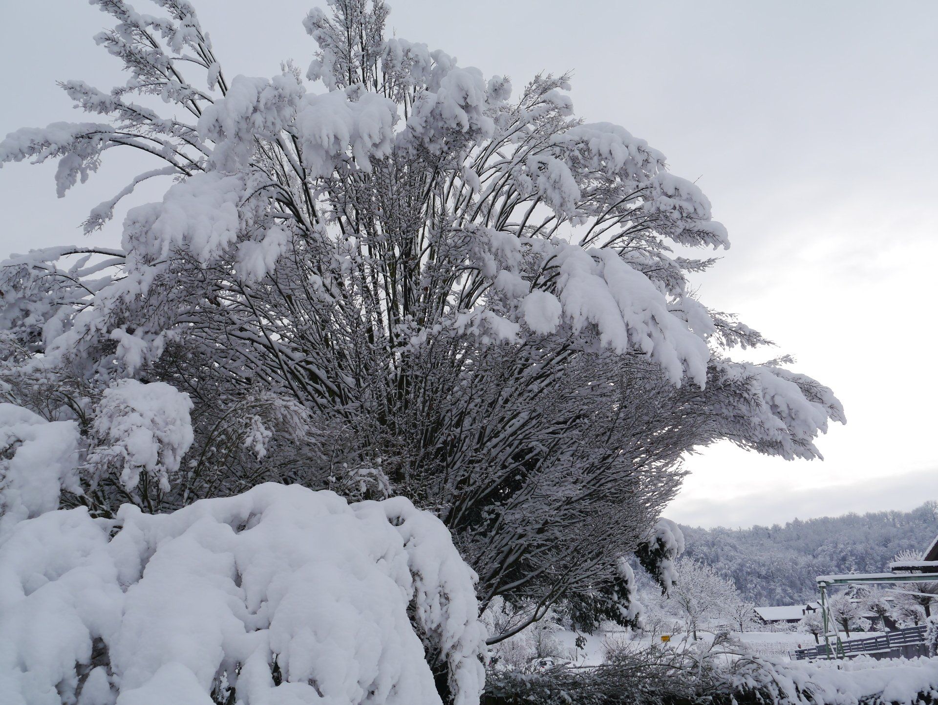 Ein Baum ist an einem bewölkten Tag mit Schnee bedeckt