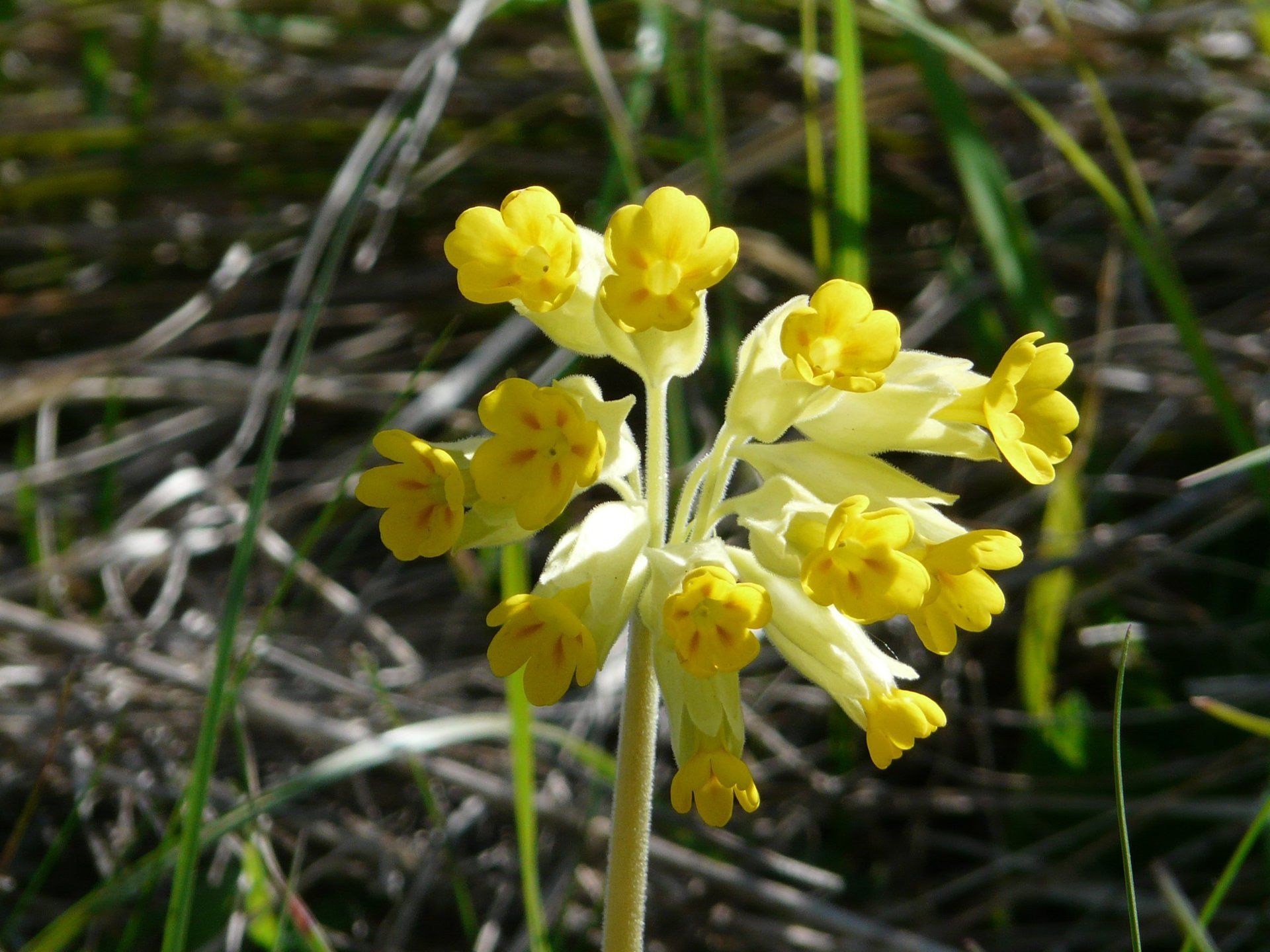 Eine Nahaufnahme einer gelben Blume im Gras