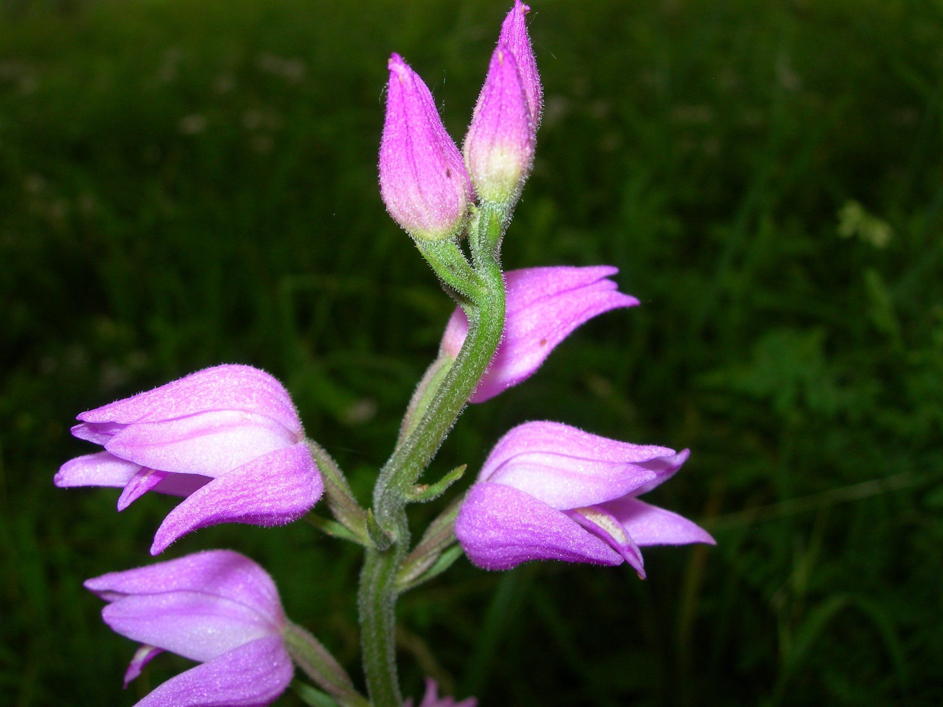 pinke blumenblüten kaiserstuhl flora