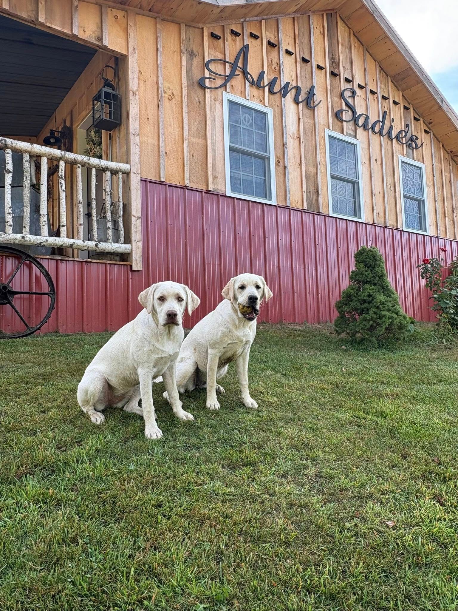 Aunt Sadie's Owner's dogs in front of the shop