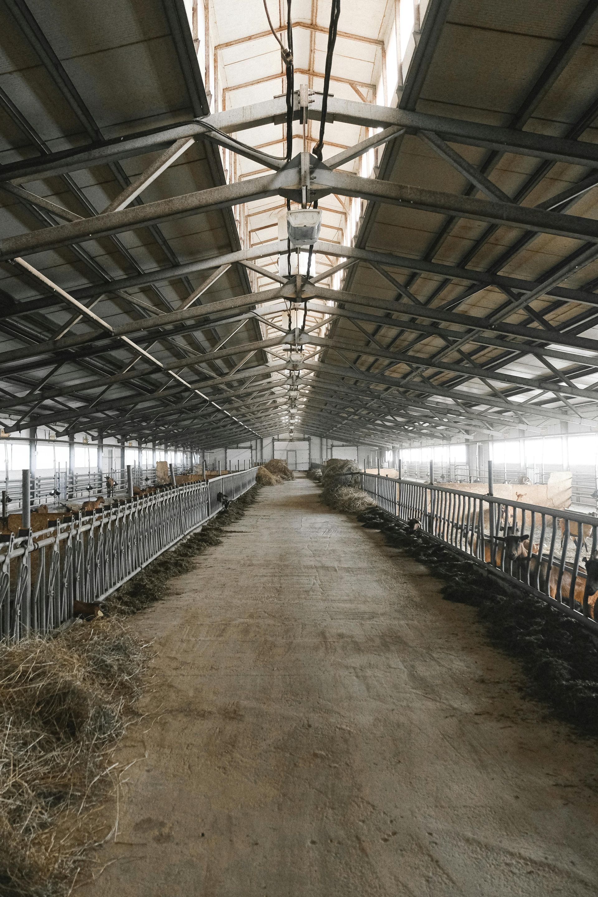 large barn interior with rows of stalls construction