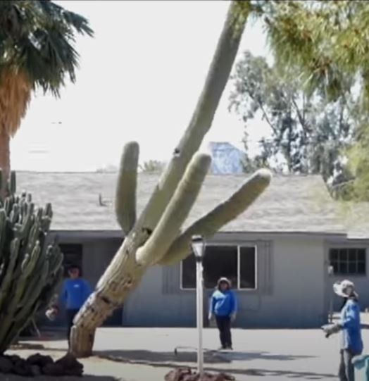 Cactus removal services
