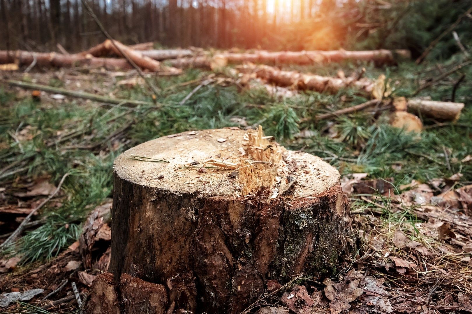 tree stump grinder