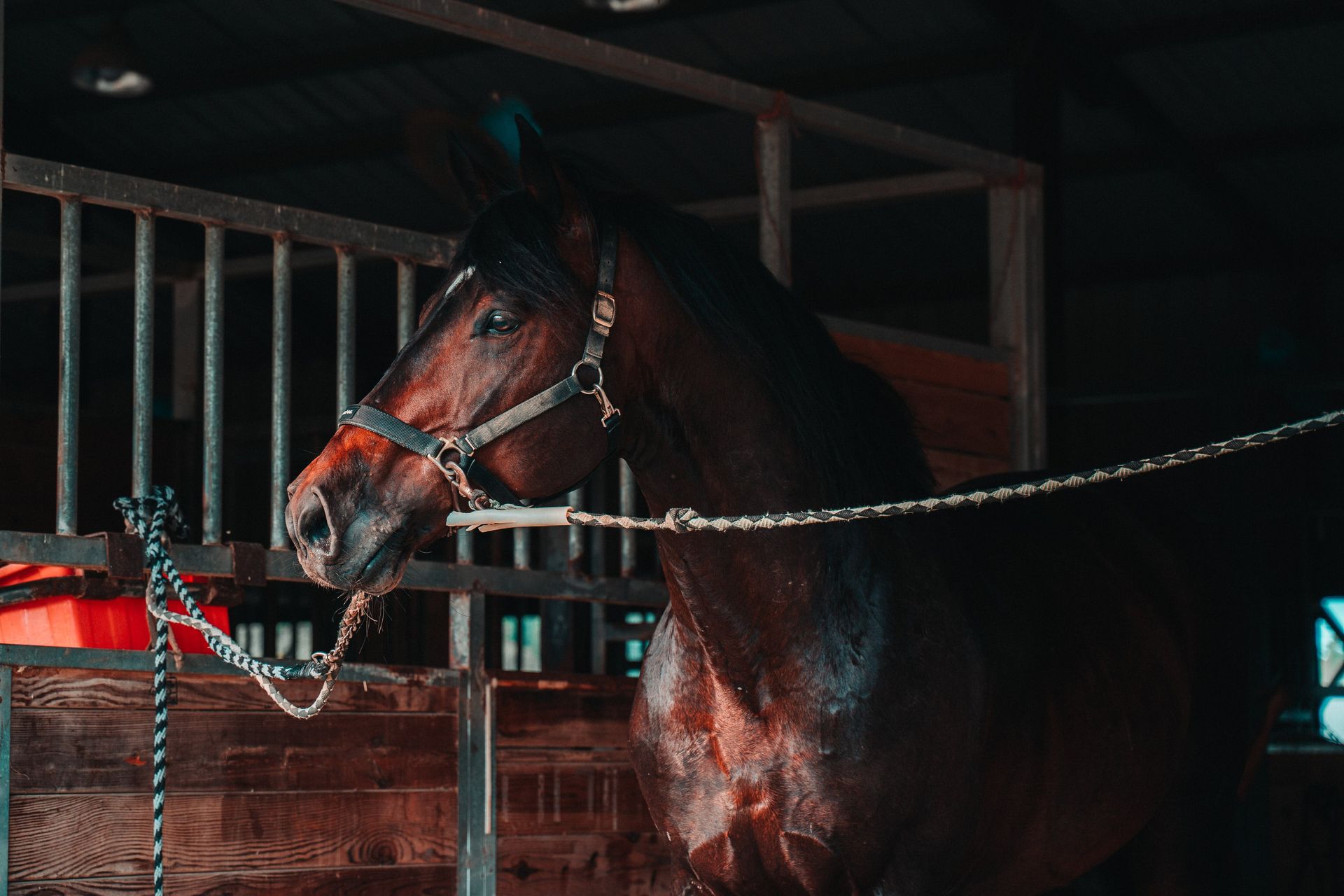 Common Equine Diseases A Comprehensive Guide
