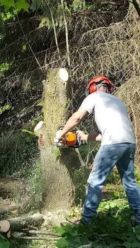 A person wearing a helmet operates a chainsaw to cut a section off a tree trunk in a wooded area.