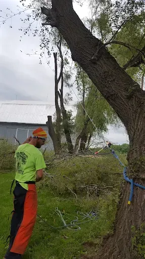 A person in a neon green shirt and orange chaps stands by a large tree rigged with blue straps and ropes.