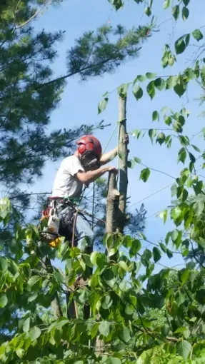 A tree climber wearing a red helmet and safety harness stands high in a tree, using a chainsaw to remove a vertical trunk.