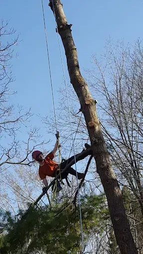 A climber in an orange shirt is suspended by ropes while working on a tall, bare tree against a clear blue sky.