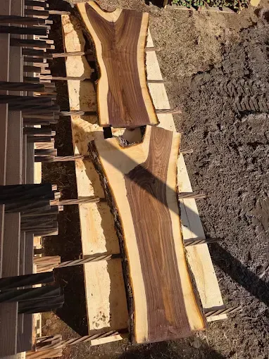 Two natural-edge black walnut wood slabs placed on sawhorses outdoors in the sunlight.