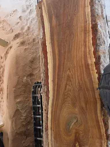 A large, freshly cut wood slab with prominent light sapwood edges and a rich brown, grained heartwood center.
