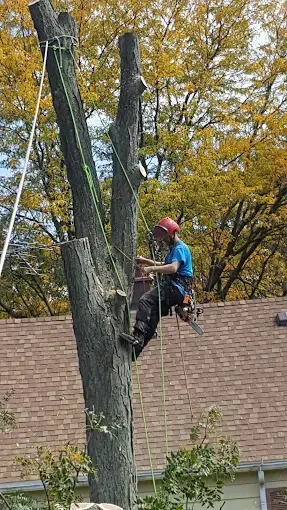 A person in safety gear and a red helmet is harnessed high up a tree, using a chainsaw to remove branches.