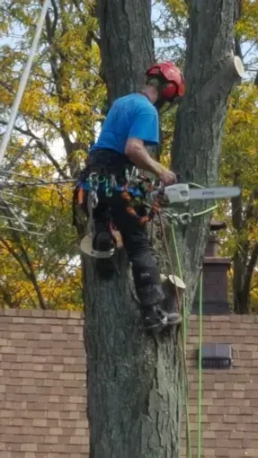 An arborist wearing safety gear and a hard hat climbs a tree while holding a chainsaw to perform maintenance.