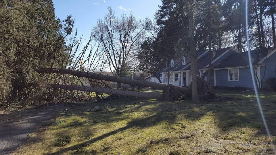 Two fallen pine trees lying across a residential front lawn, with a blue house visible in the background.