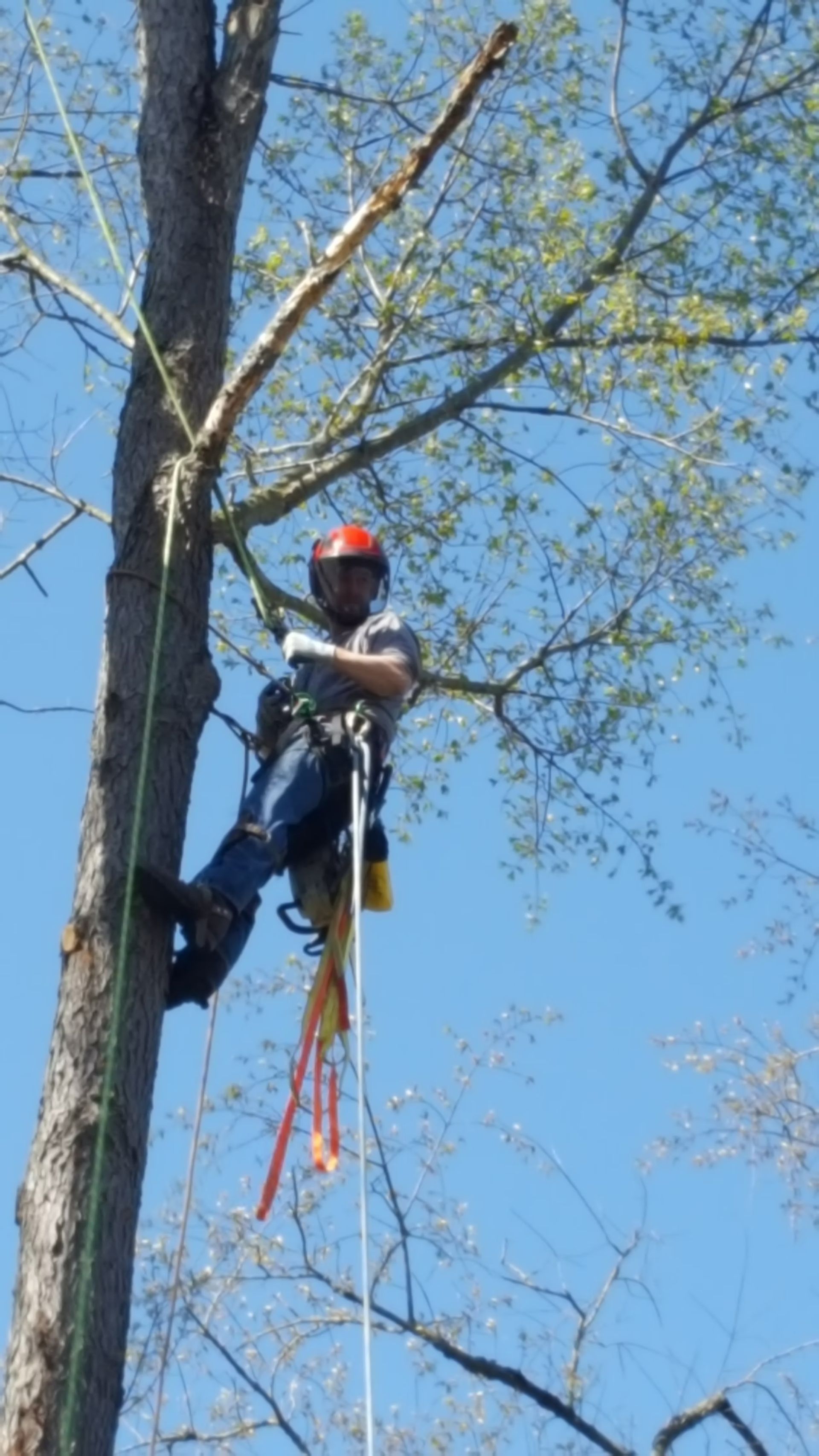 A person wearing a red helmet and climbing gear suspended by ropes while working high in a tree against a blue sky.