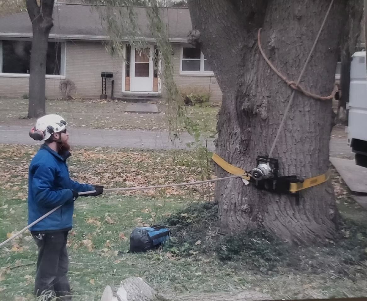 A worker in a helmet uses a portable winch strapped to a tree trunk in a yard.