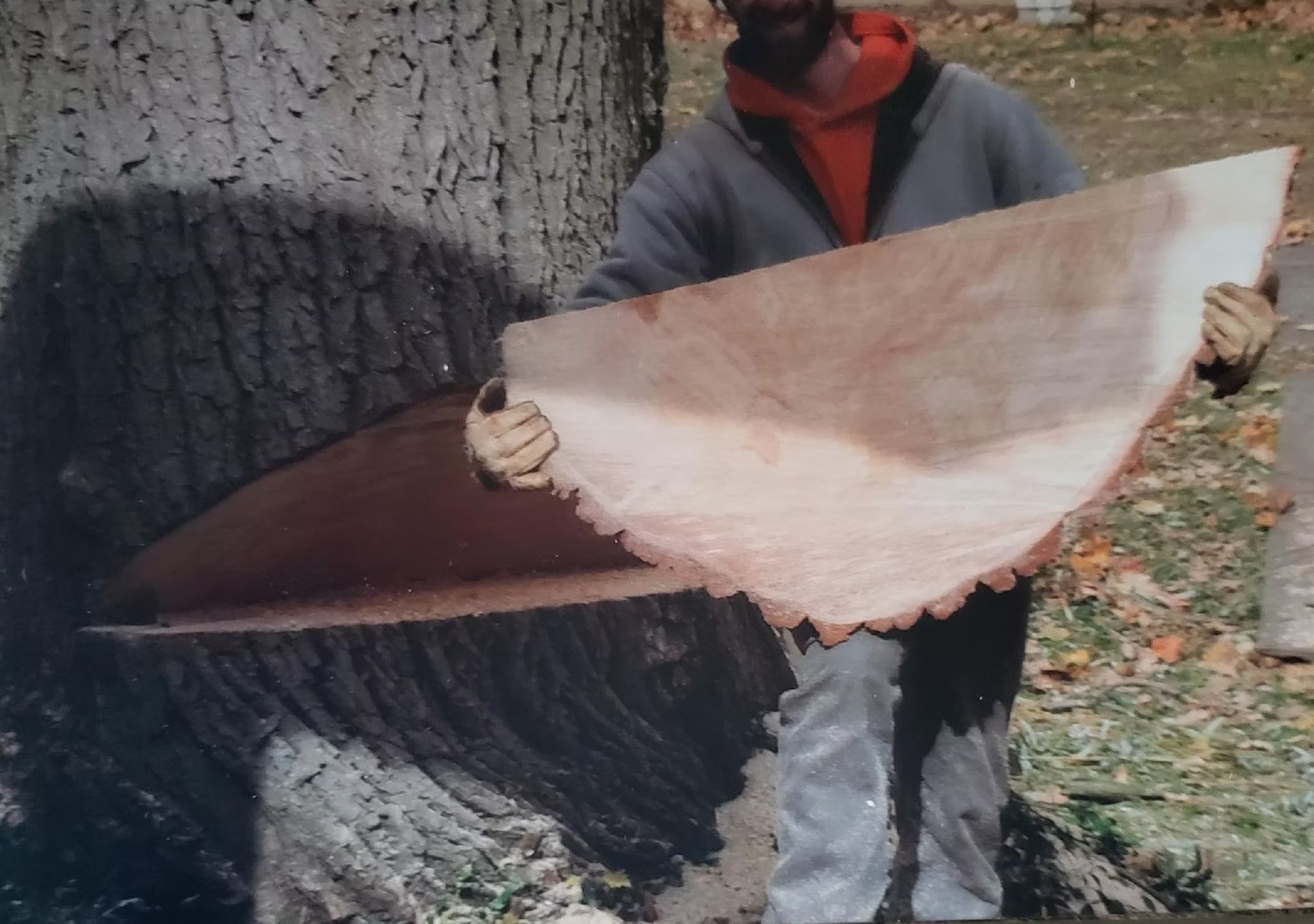 A person holding a large, semicircular wooden slab harvested from a tree trunk with visible dark, rough bark.