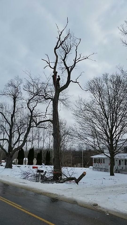 A tall, partially trimmed tree stands in a snow-covered yard next to a road, with a worker visible high in the branches.