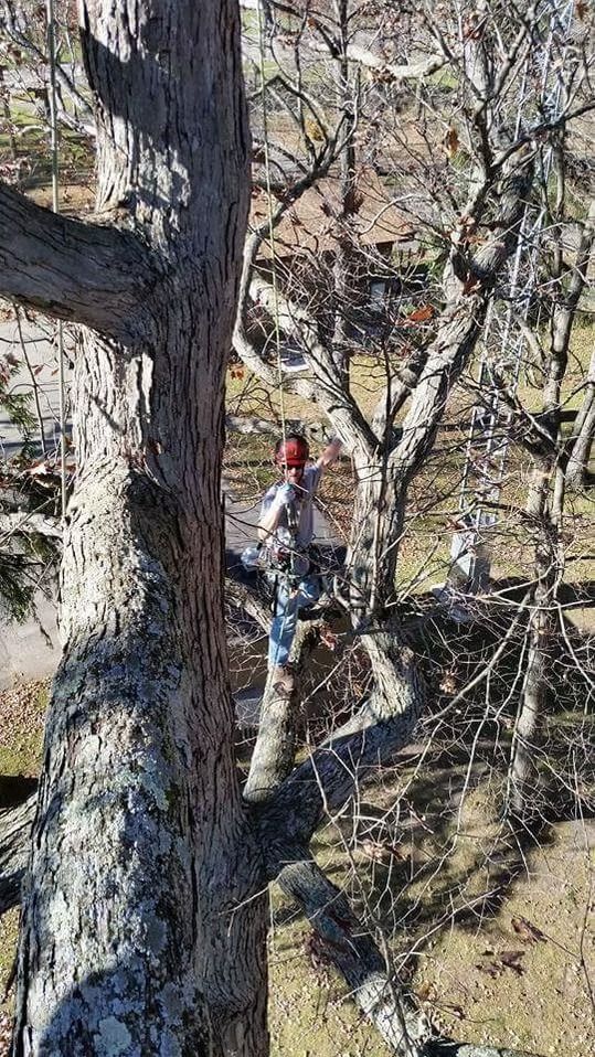 A person wearing a red helmet and climbing gear stands securely in a tree amidst a sparse, leafless forest.