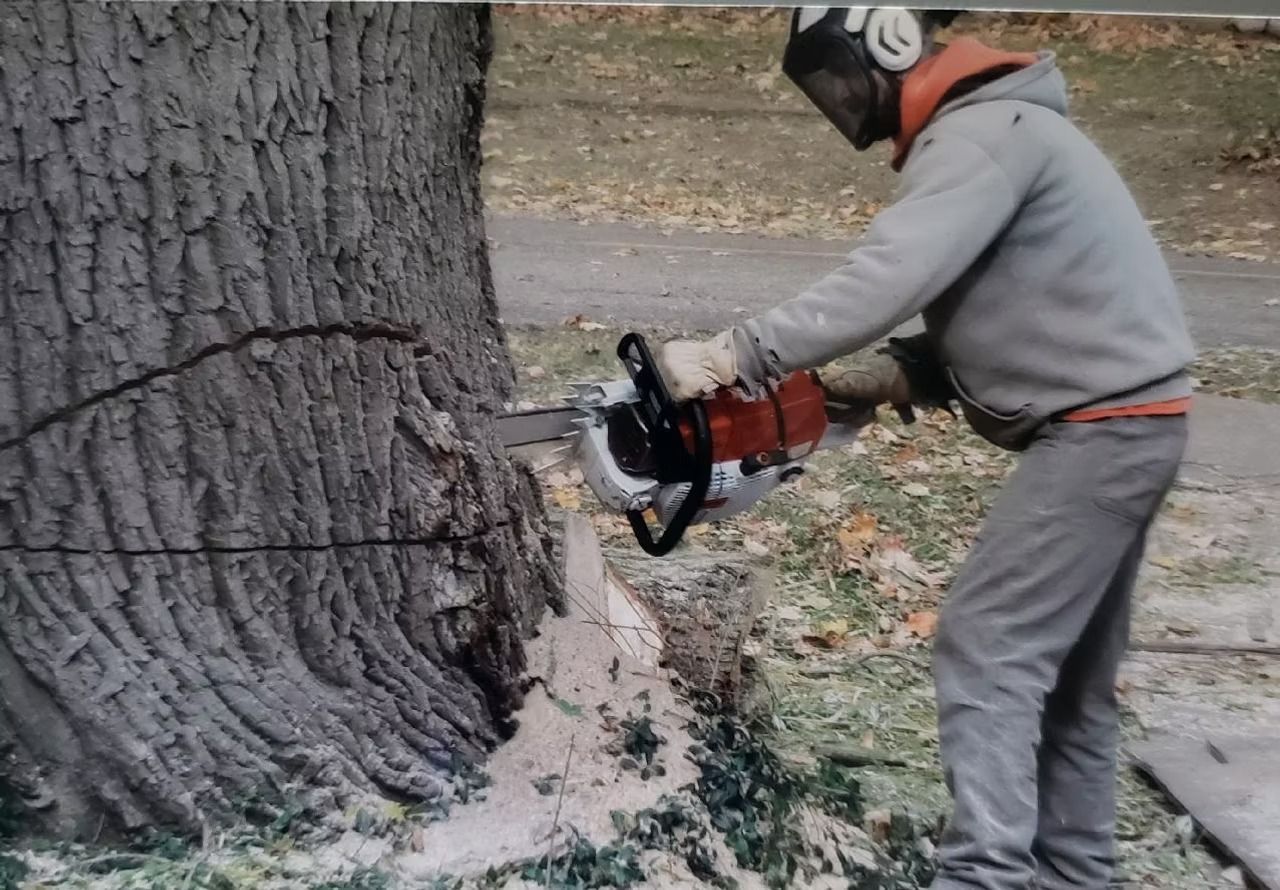 A person wearing protective gear cuts into the base of a large tree with a chainsaw outdoors.
